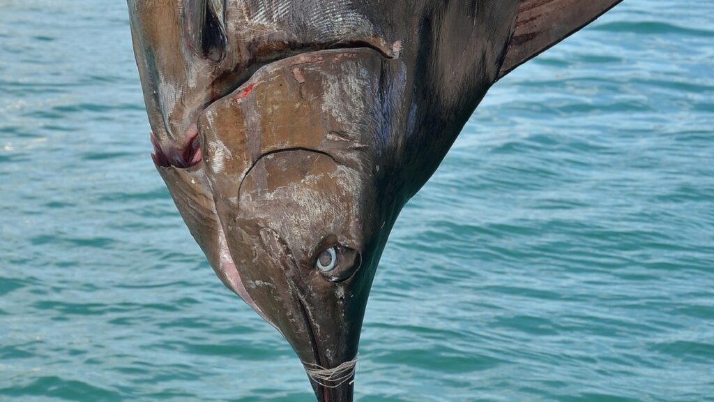 Mangiare Pesce Fa Bene Ma Prestate Attenzione Al Mercurio Ecco Dove