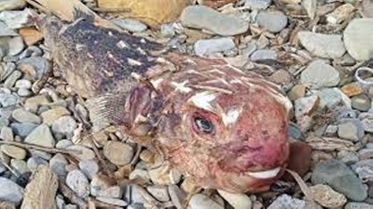 Pesce Alieno Trovato Su Una Spiaggia In Lazio Pericoloso Per L Uomo