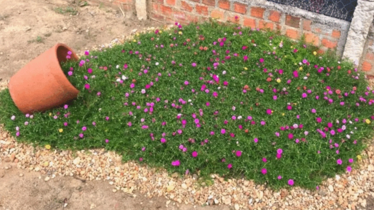 Non Sradicare Questa Erba Spontanea Che Cresce Nel Tuo Giardino Ecco