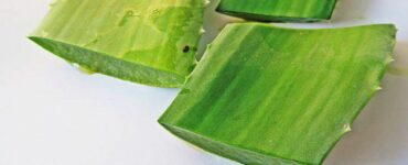 aloe vera foglie