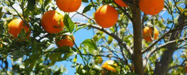 Alberi di arancio