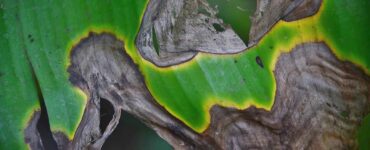 fungo da curare con bicarbonato di potassio