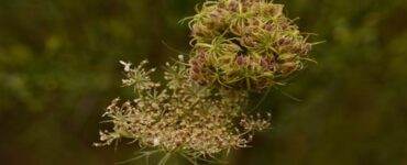 fiore di carota selvatica