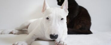 Bull terrier e gatto nero