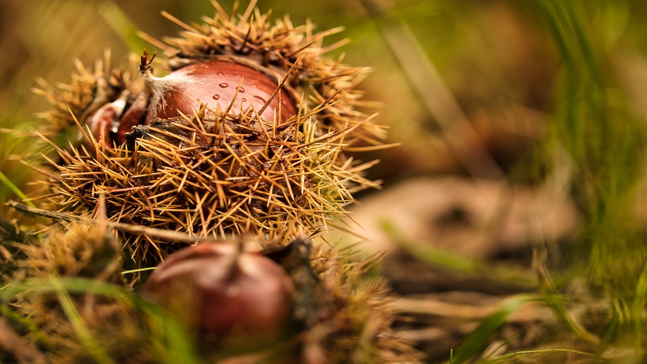 Castagne nel riccio