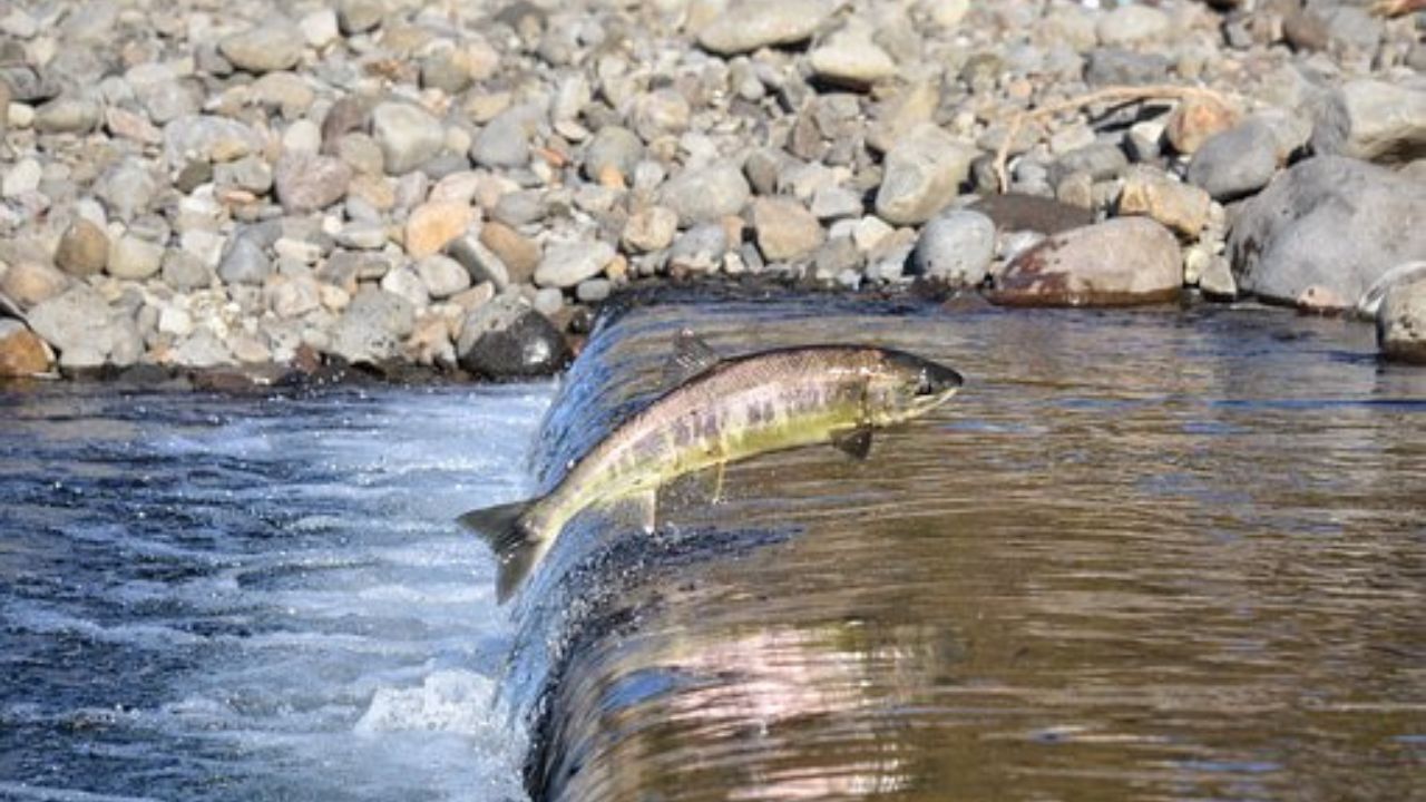 Pesca durante la risalita