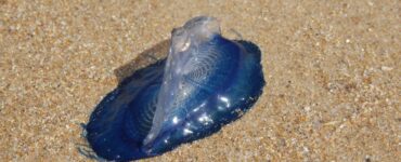 Creatura blu sulla spiaggia