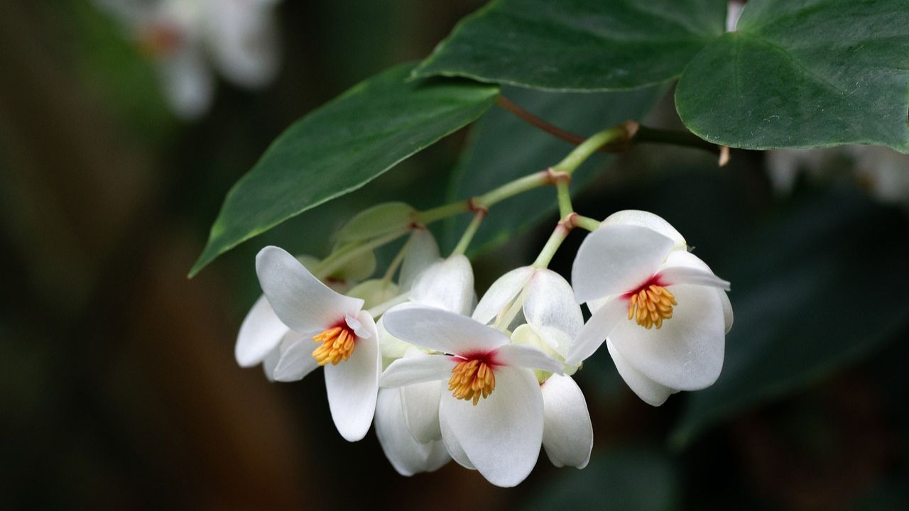 Begonie dai fiori bianchi