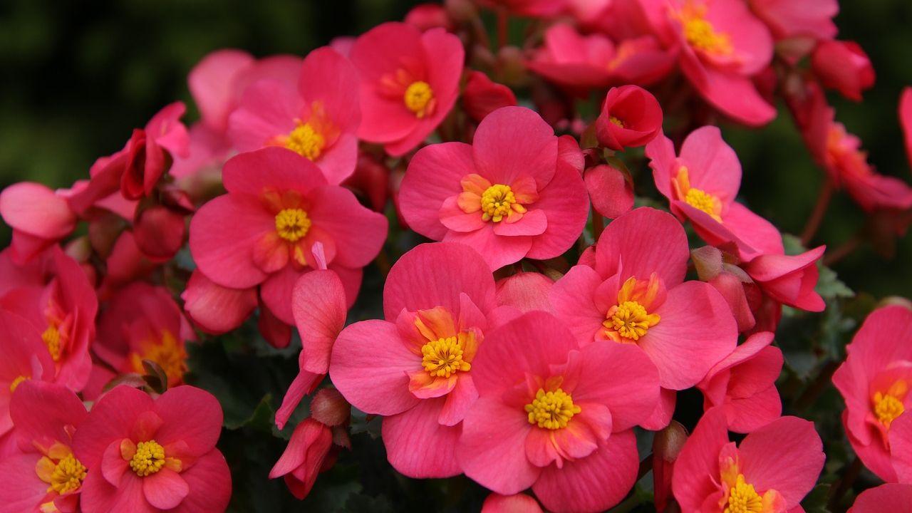 Begonie dai fiori rosa