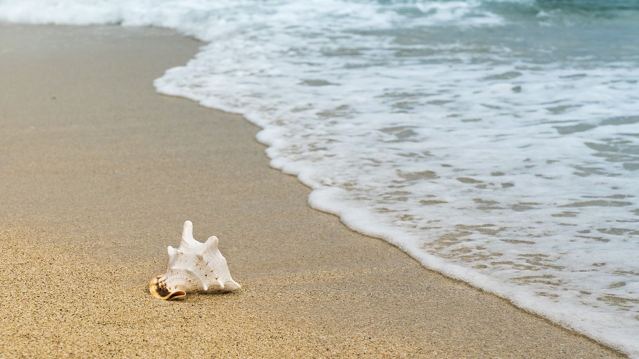 Crostaceo in spiaggia