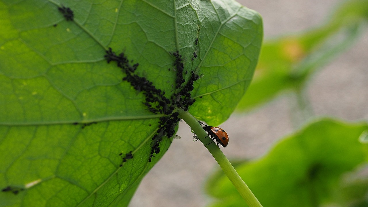 coccinelle