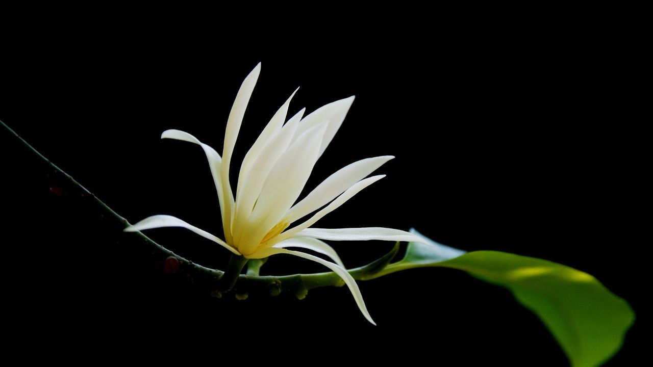 Fiore albero di Giada