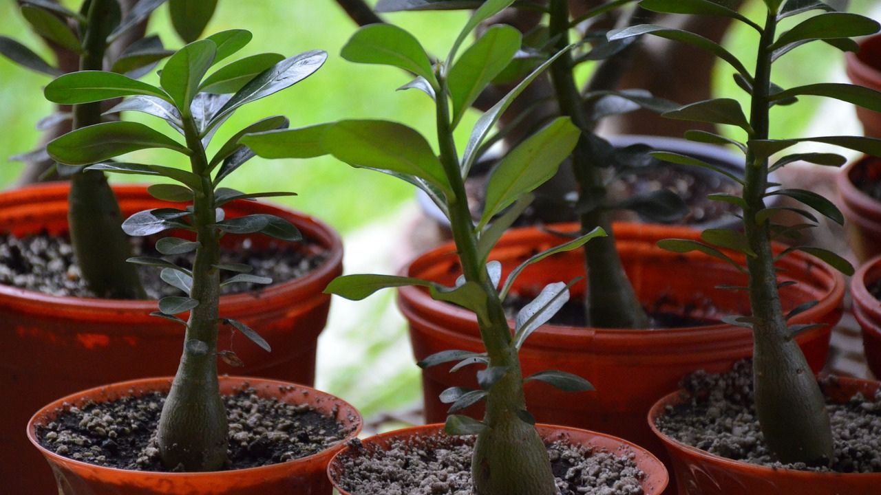 Piantine albero di Giada