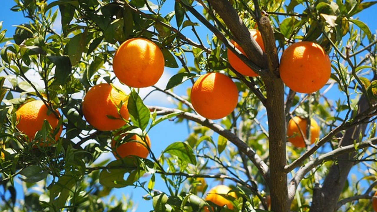 alberi da frutto