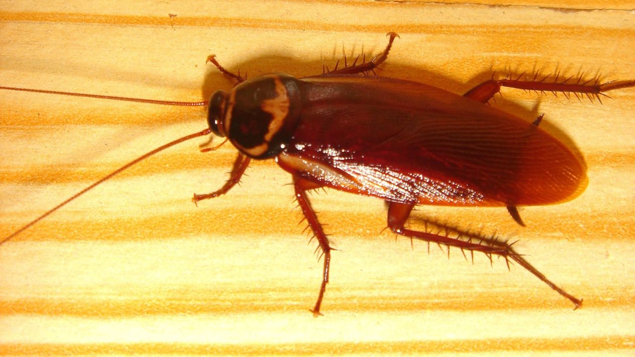 Periplaneta americana