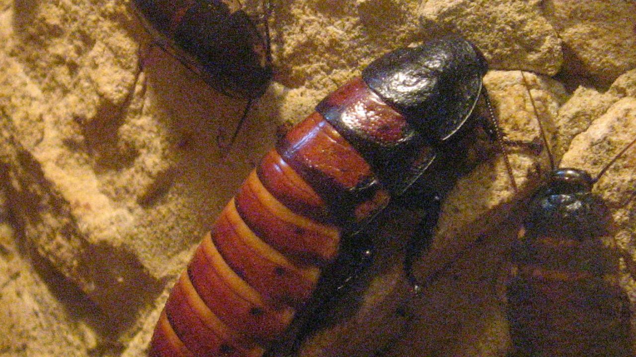 Gromphadorhina portentosa,