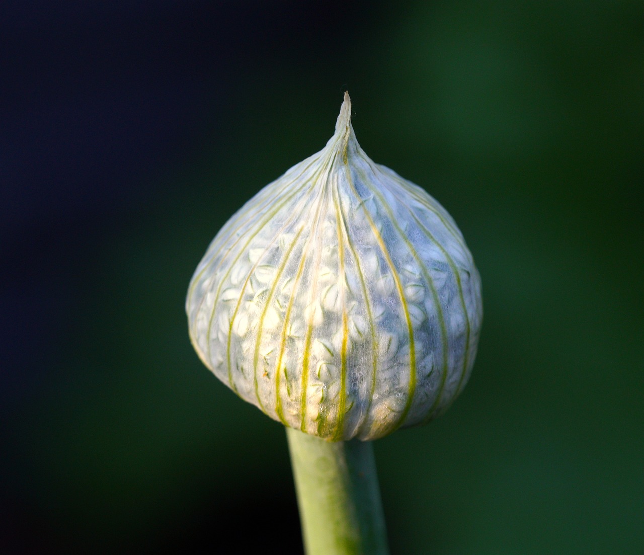 Cipolla germoglio