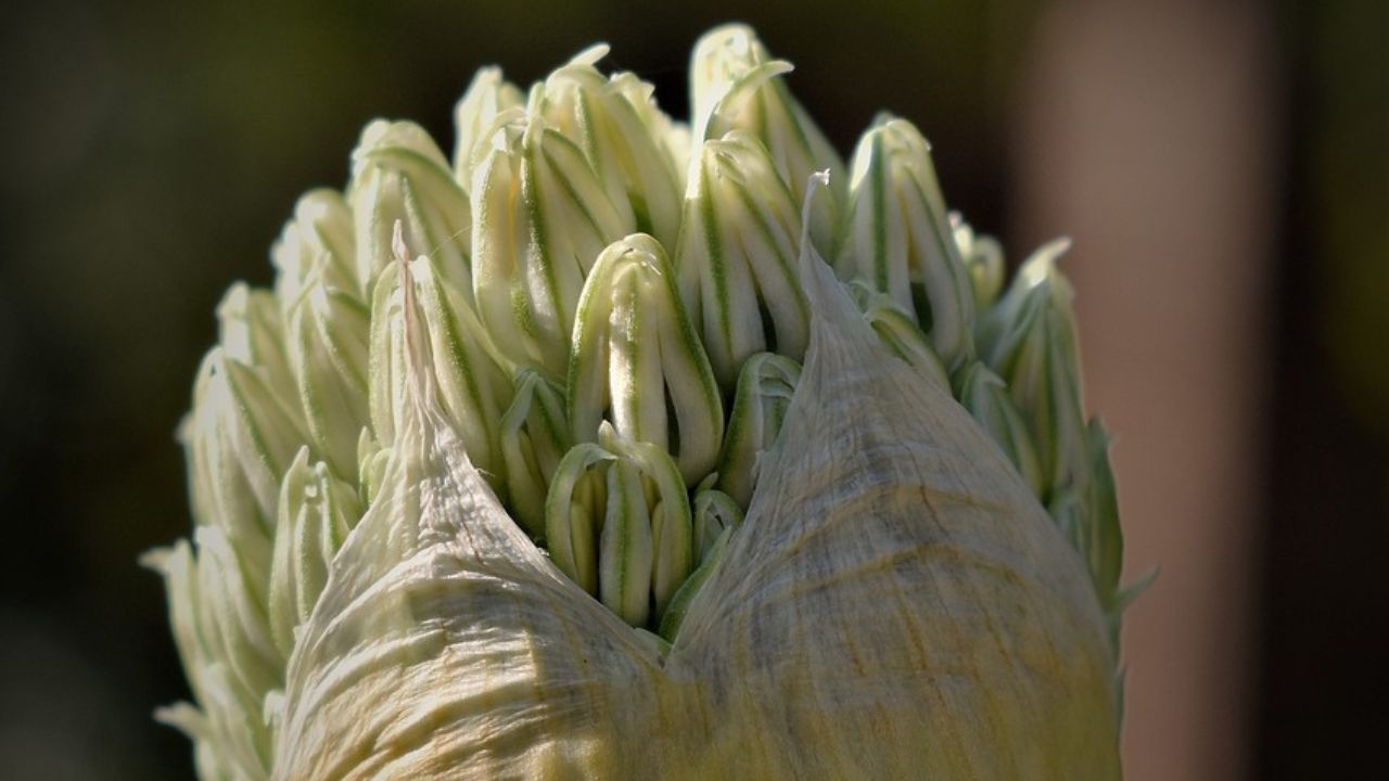 Fiore cipolla