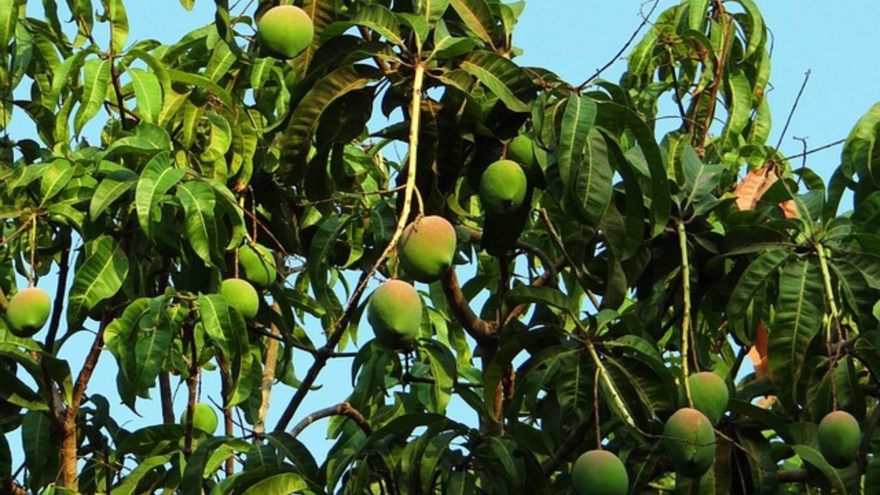 albero di mango