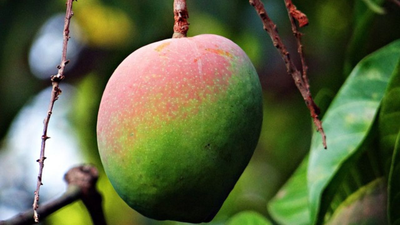 mango acerbo