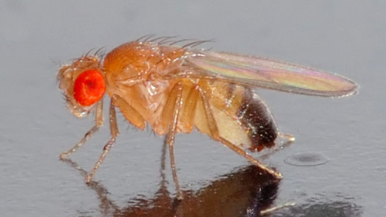 Drosophila melanogaster