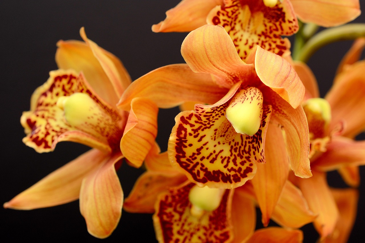 Orchidee arancio