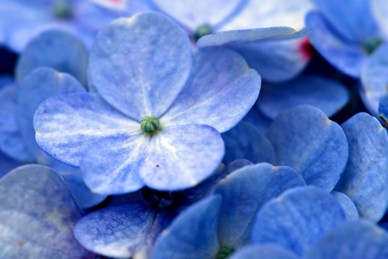 Ortensie blu