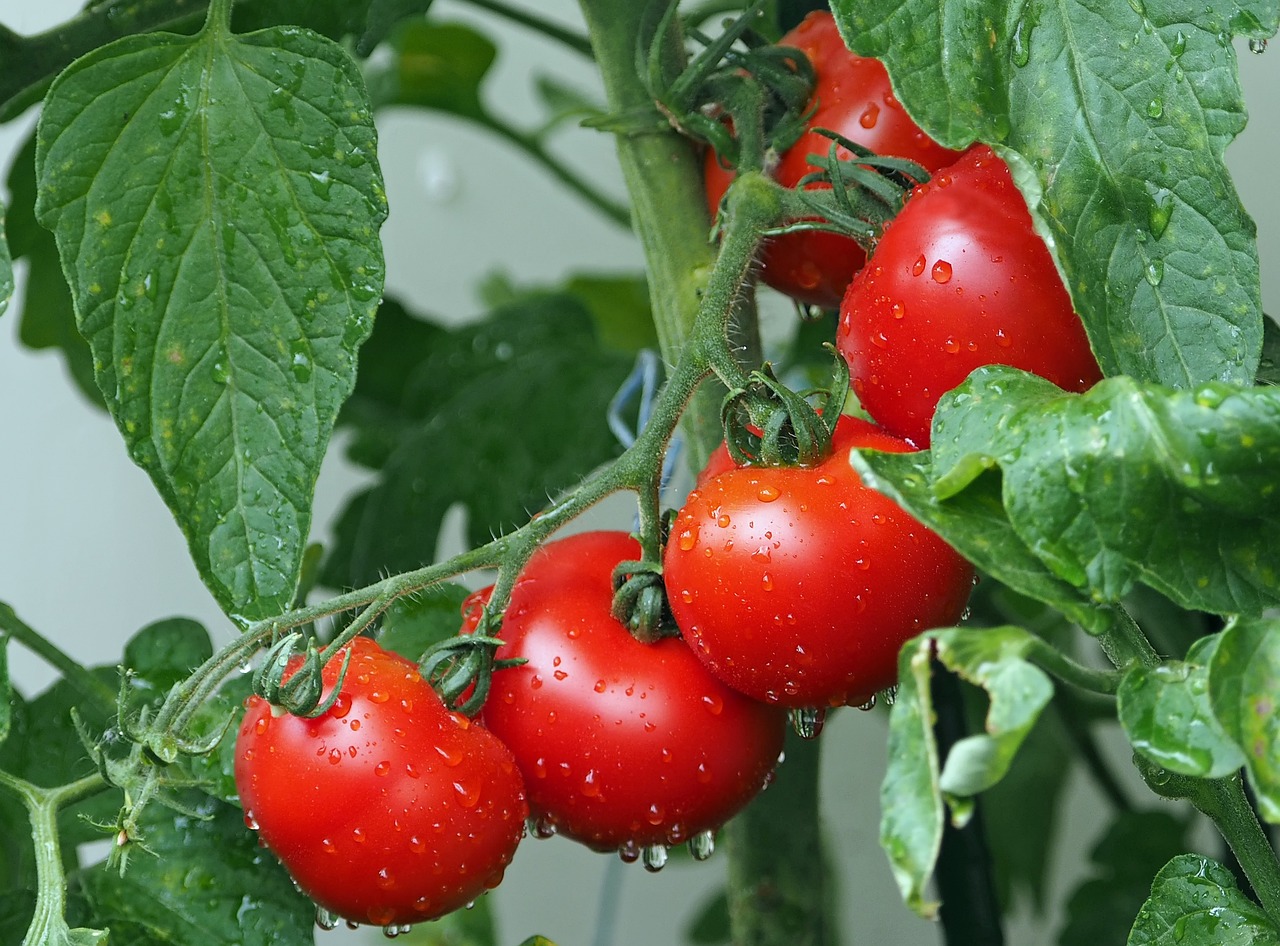 Coltivazione pomodori