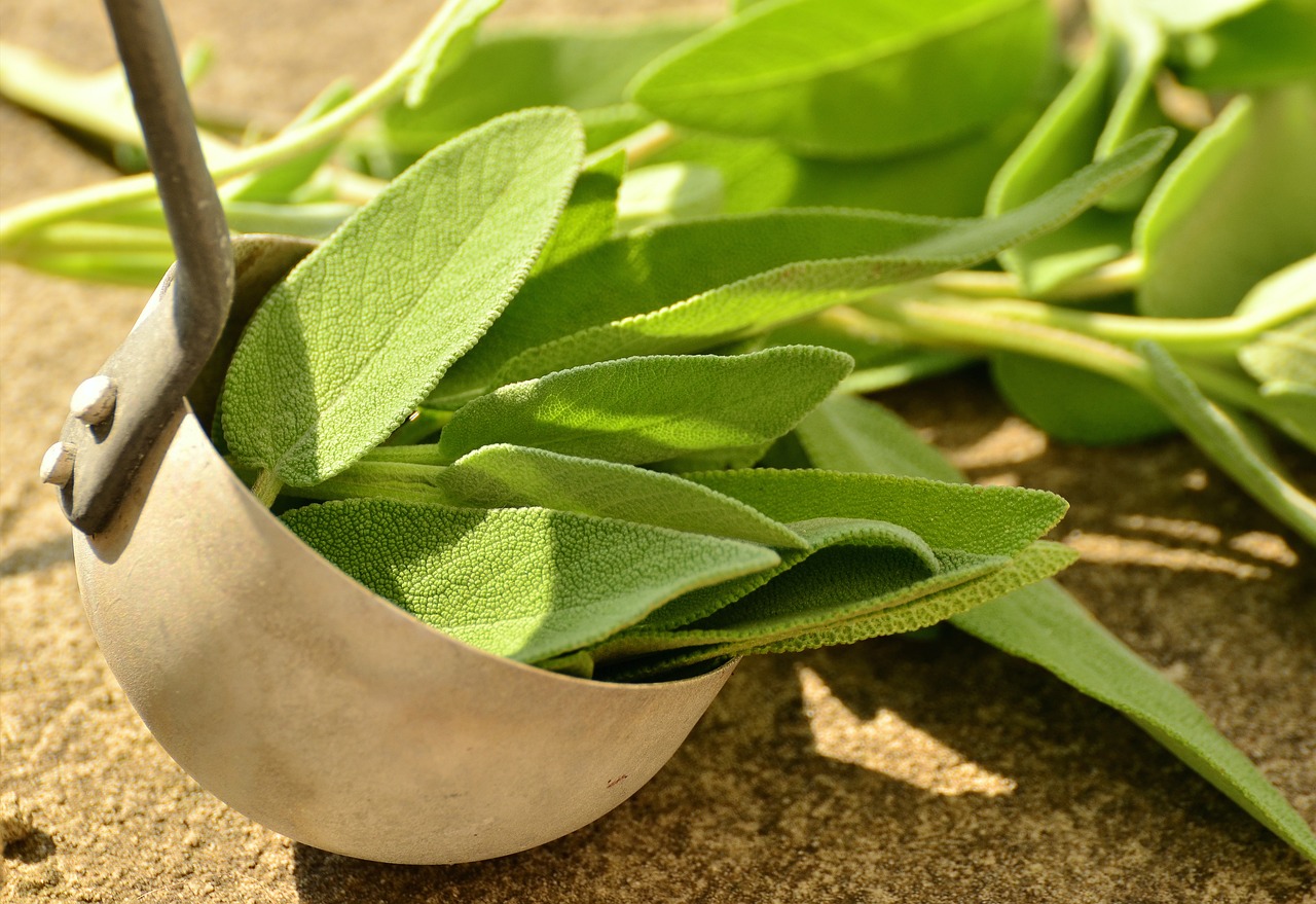 Raccogliere salvia