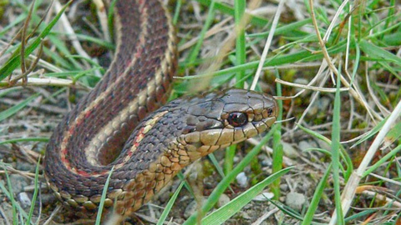 Tenere lontano i serpenti dal giardino