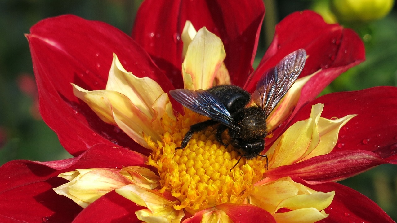 Ape legnaiola, Xylocopa violacea sul fiore