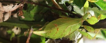 insetto foglia verde