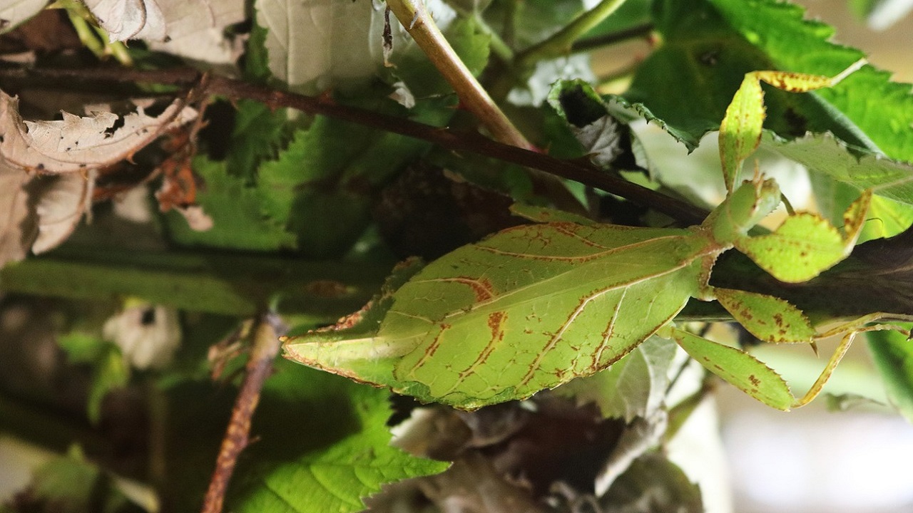 insetto foglia verde