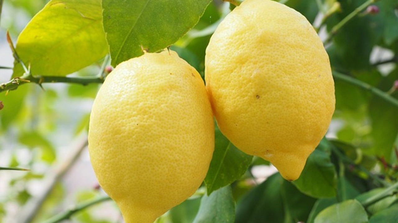 limoni maturi