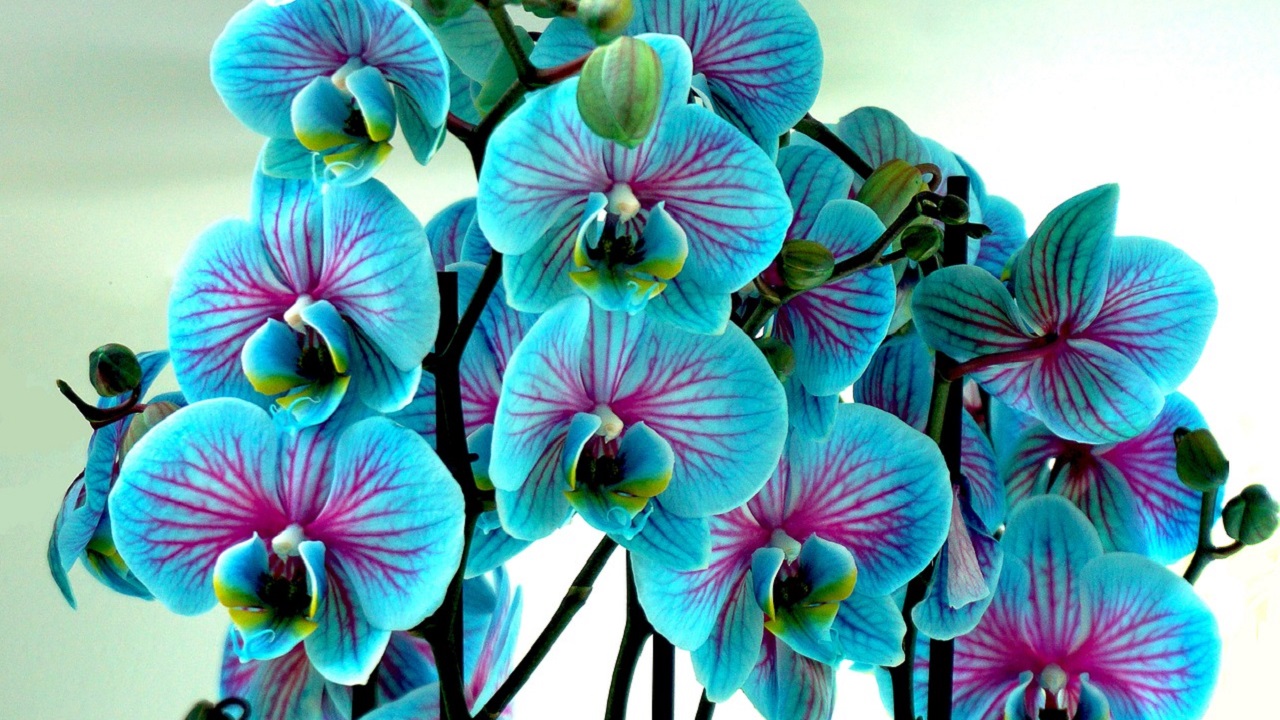 orchidee azzurre