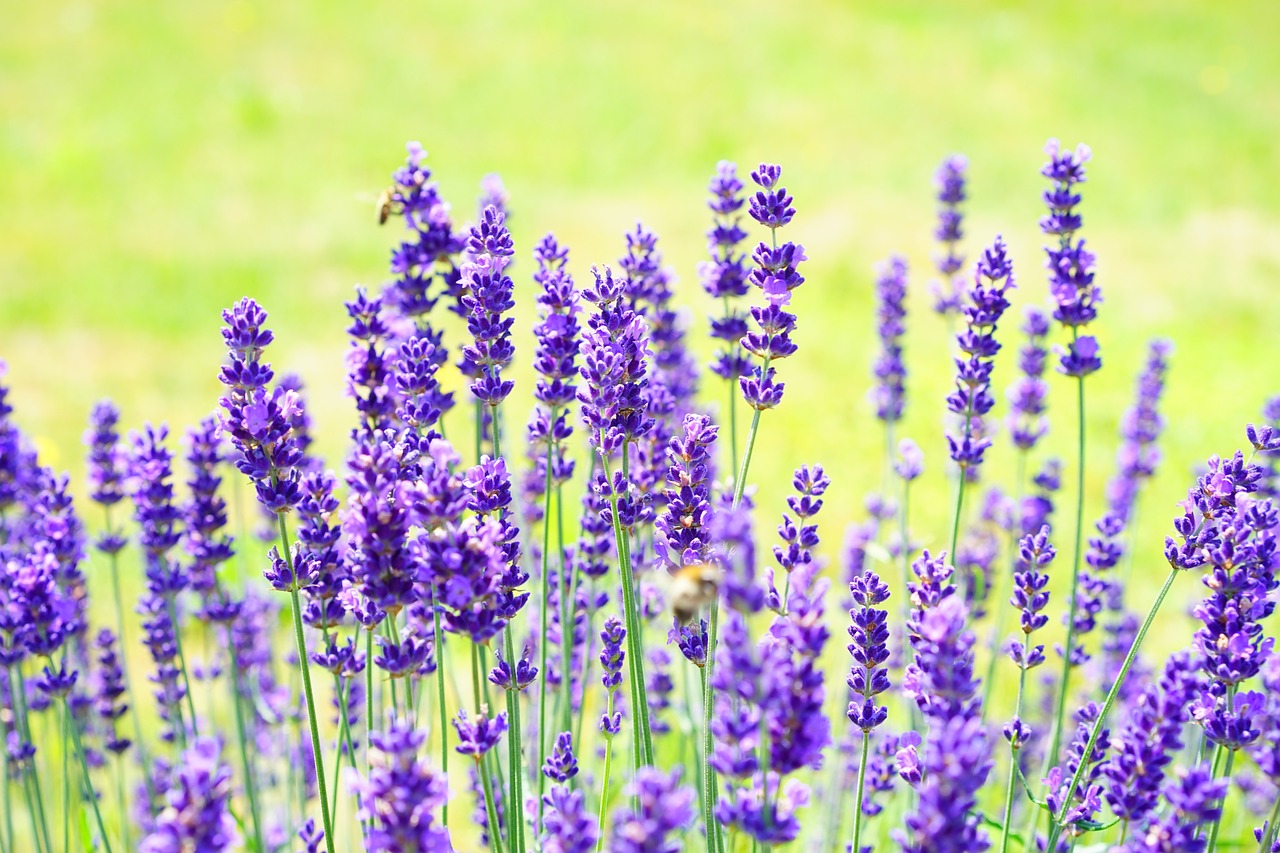 repellente per formiche lavanda