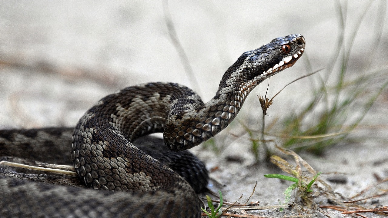 vipera