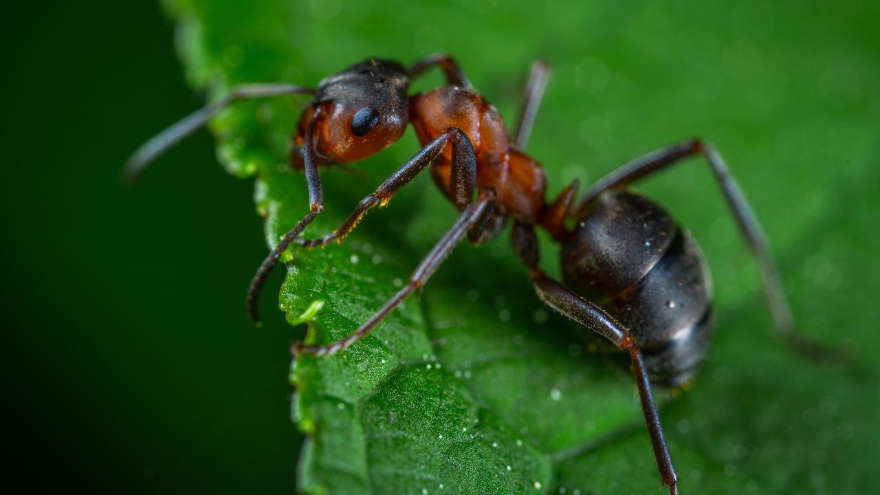 Formica sulla foglia