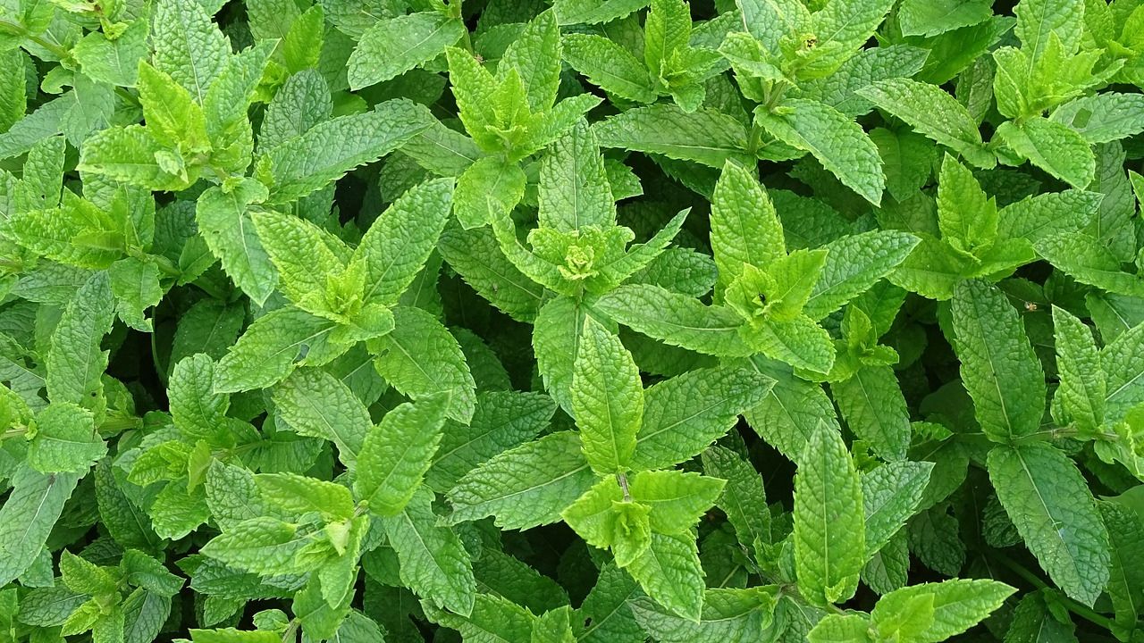 Menta marocchina