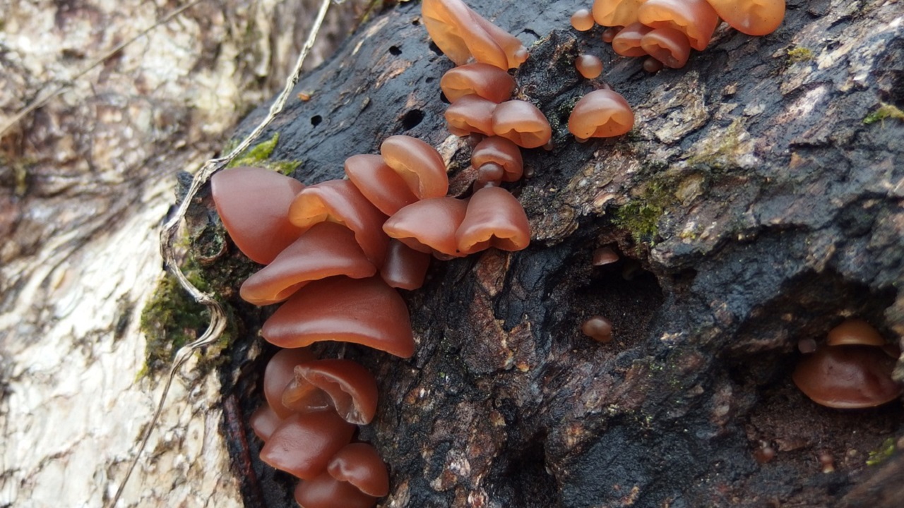 auricolaria fungo