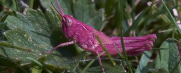 cavalletta rosa insetto