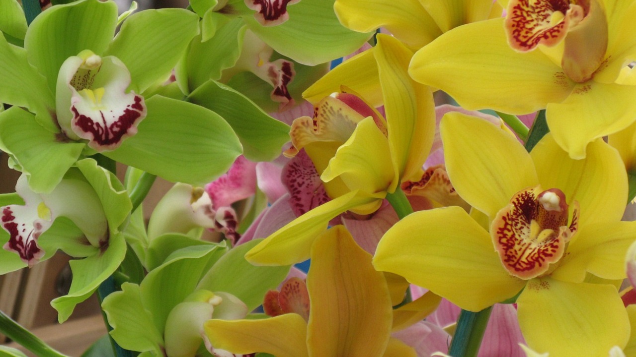orchidee gialle e verdi