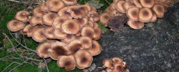 Armillaria ostoyae