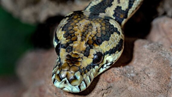 Il Caldo Rende I Serpenti Pi Pericolosi Ti Spieghiamo Noi Il Perch