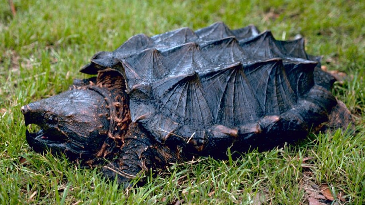 tartaruga alligatore pericolosa