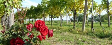 vigneto rose rosse