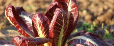 cimare radicchio rosso