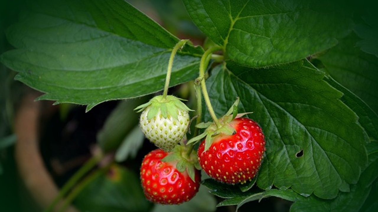 pianta di fragole