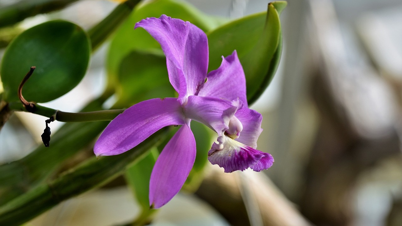 orchidea viola patata