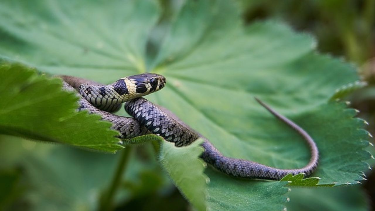 biscia in giardino3